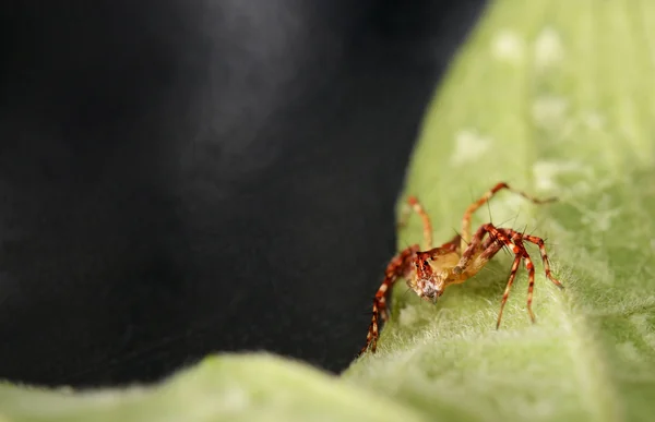 Spinne Auf Dem Blatt — Stockfoto