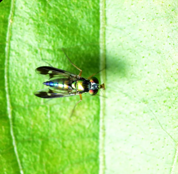 Insektenfliege Makro Auf Grünem Blatt — Stockfoto
