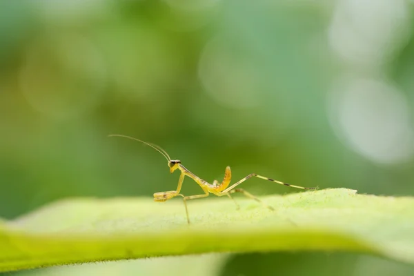 Bela Jovem Louva Deus Mantis Religiosa — Fotografia de Stock