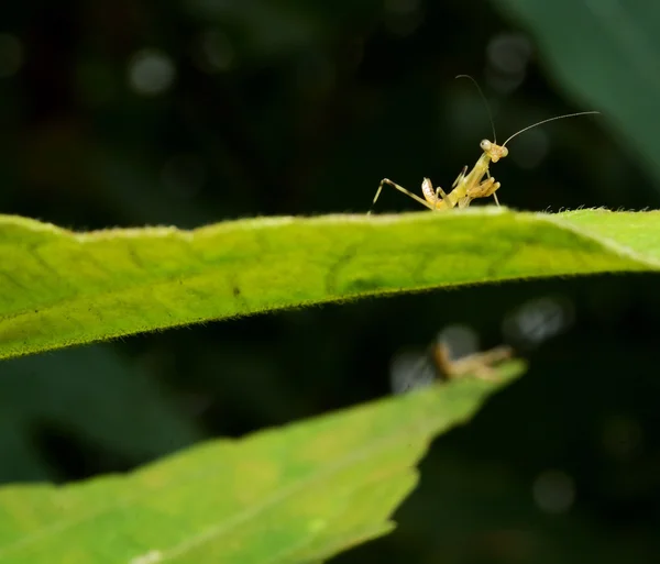 Красива Молода Богомол Mantis Religiosa — стокове фото