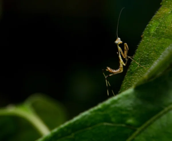 Hermosa Joven Mantis Orante Mantis Religiosa — Foto de Stock