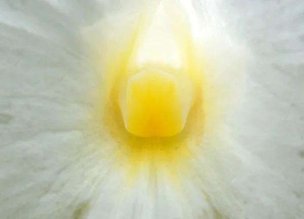 Güzel Beyaz Orkide Çiçek Makro — Stok fotoğraf
