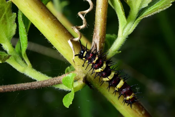 Caterpillar Una Filiale — Foto Stock