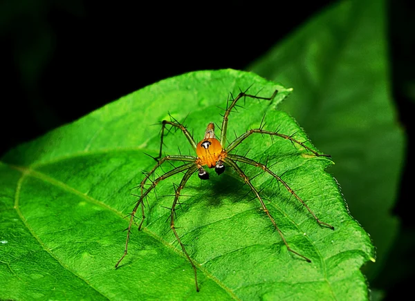 Yaprak Üzerinde Örümcek Atl — Stok fotoğraf