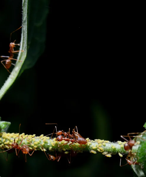 Nahaufnahme Von Roter Ameise Auf Pflanze — Stockfoto