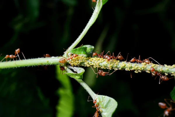 Nahaufnahme Von Roter Ameise Auf Pflanze — Stockfoto