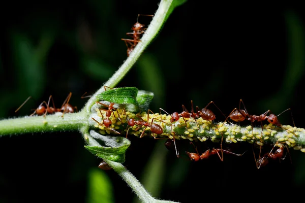 Close Red Ant Plant — Stock Photo, Image