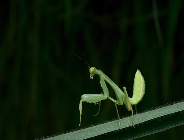 Bela Jovem Louva Deus Mantis Religiosa — Fotografia de Stock