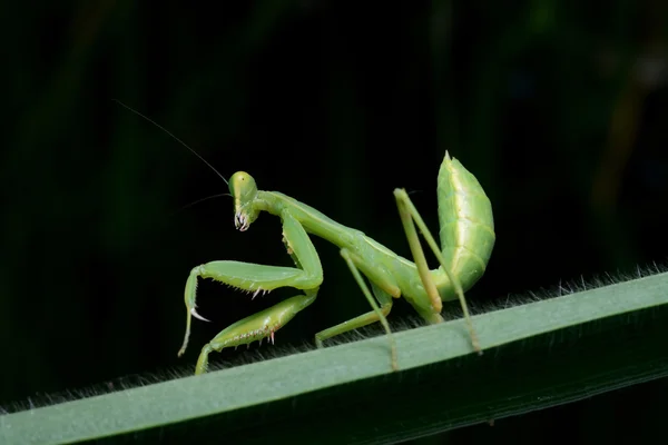 Bela Jovem Louva Deus Mantis Religiosa — Fotografia de Stock