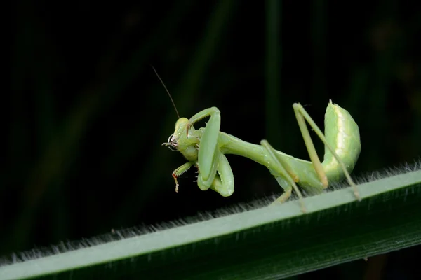 Mooie Jonge Praying Mantis Mantis Religiosa — Stockfoto