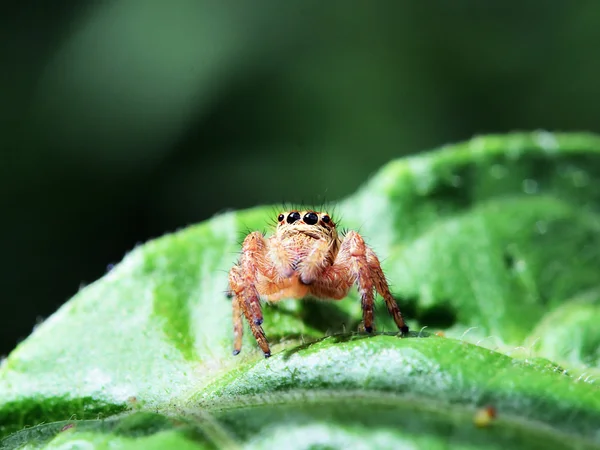 Örümcek Duygu Yeme Solucan Yeşil Yaprak Içinde Atlama — Stok fotoğraf
