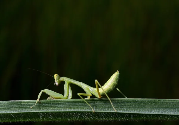 Bela Jovem Louva Deus Mantis Religiosa — Fotografia de Stock