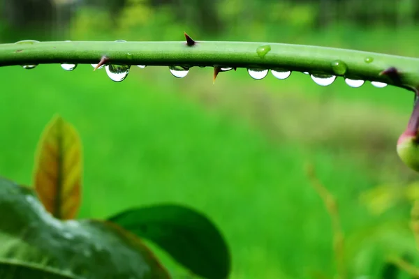 Vatten Droppe Grön Växt — Stockfoto