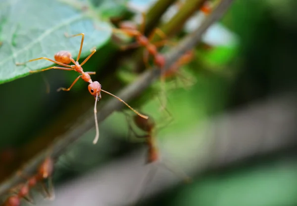 Gros Plan Fourmi Rouge Sur Plante — Photo