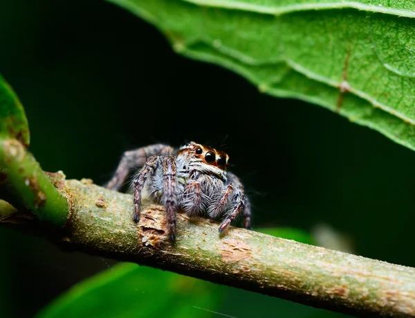 Yaprağın Üzerinde Zıplayan Örümcek — Stok fotoğraf