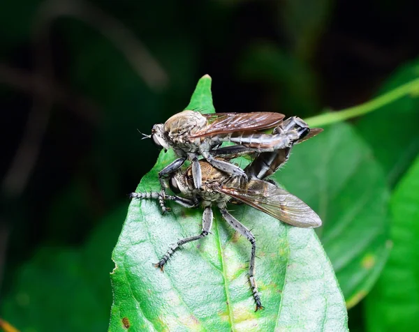 Πετούν Rhagio Scolopaceus Ζευγάρι Συνουσία — Φωτογραφία Αρχείου