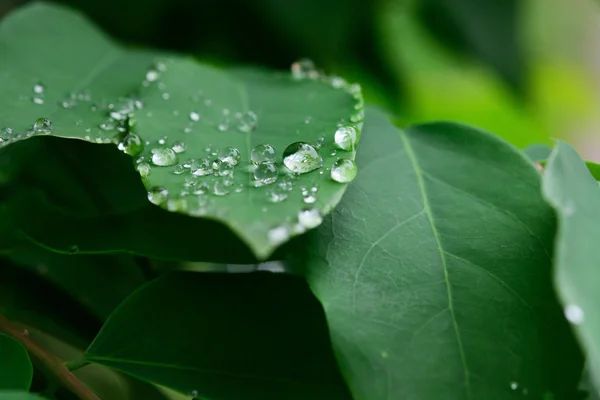 Vackert Grönt Löv Med Droppar Vatten — Stockfoto