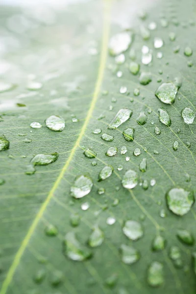 Su damlaları ile güzel yeşil yaprak 
