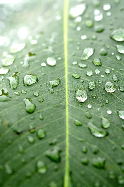 Su damlaları ile güzel yeşil yaprak 