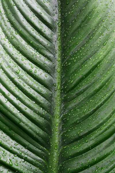 Beautiful Green Leaf Drops Water — Stock Photo, Image