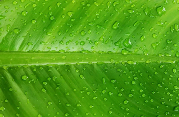 Όμορφο Πράσινο Φύλλο Σταγόνες Νερού — Φωτογραφία Αρχείου
