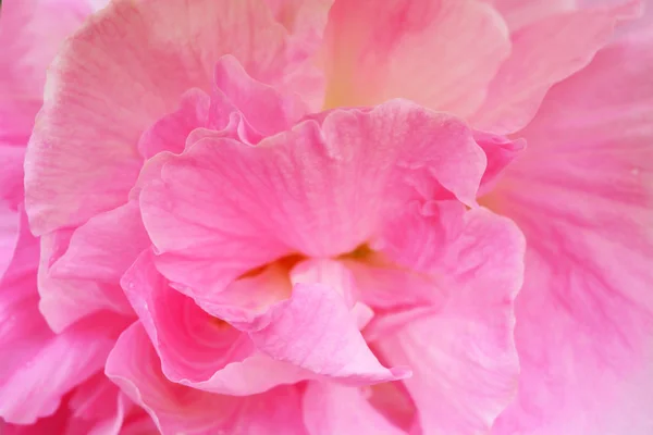 Hermosa Flor Peonía Rosa Cerca —  Fotos de Stock