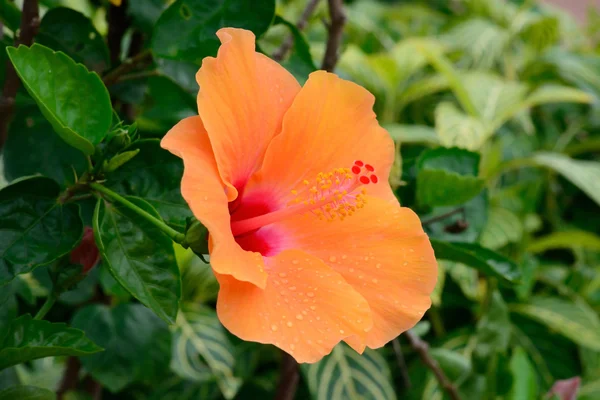 Orange Lilie Auf Dem Hintergrund — Stockfoto