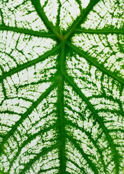 Feuille Verte Texture Fond — Photo