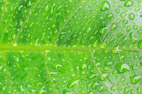 Bela Folha Verde Com Gotas Água — Fotografia de Stock