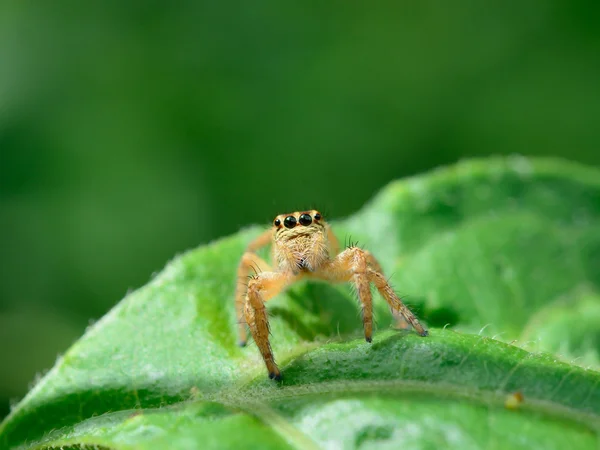 Πηδώντας Αράχνη Στο Φύλλο — Φωτογραφία Αρχείου
