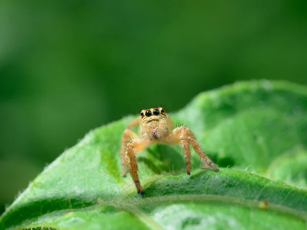 Saltando Araña Hoja — Foto de Stock