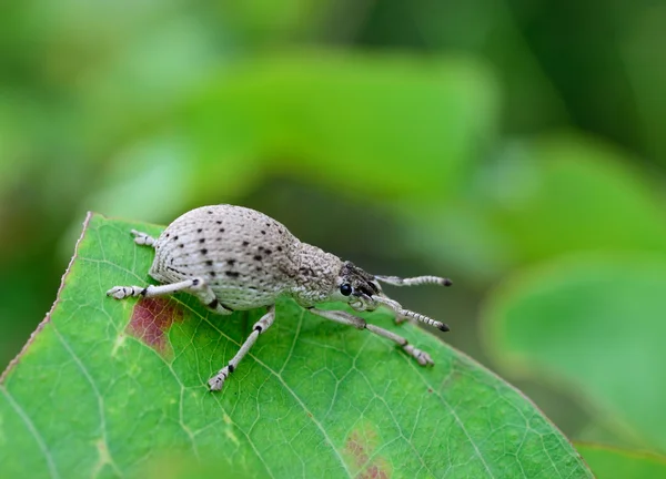 Insetto Marrone Foglia Verde — Foto Stock