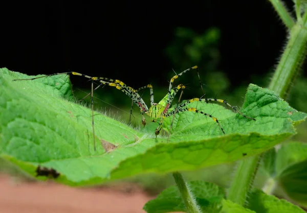 Bela Aranha Verde Uma Folha Verde — Fotografia de Stock