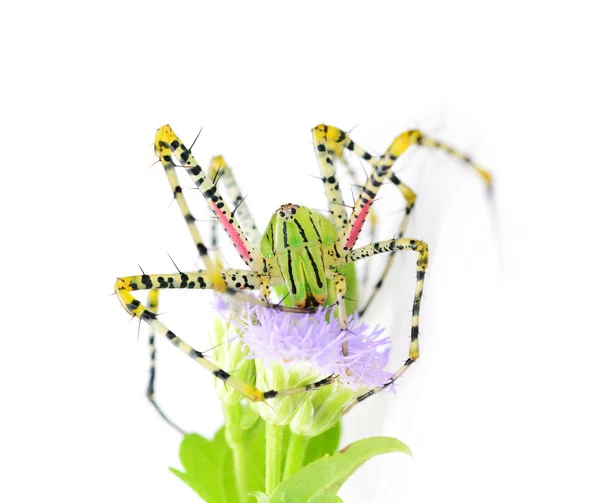 Mooie Groene Spin Geïsoleerd Wit — Stockfoto