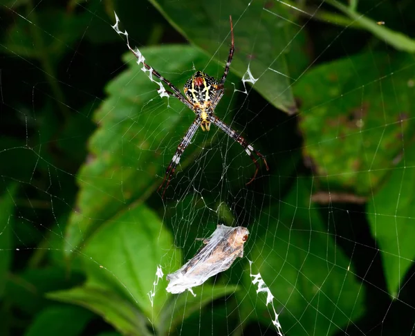 배경을 Argiope Bruennichi — 스톡 사진