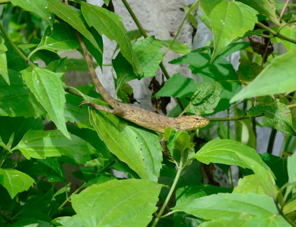 Chameleon Green Leaf — Stock Photo, Image