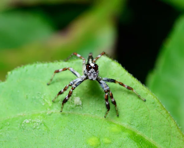 Spinne Auf Dem Blatt Springen — Stockfoto