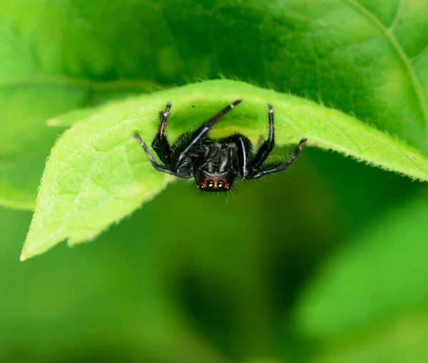 Yaprağın Üzerinde Zıplayan Örümcek — Stok fotoğraf