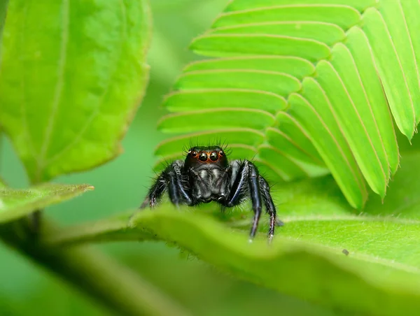 Spinne Auf Dem Blatt Springen — Stockfoto