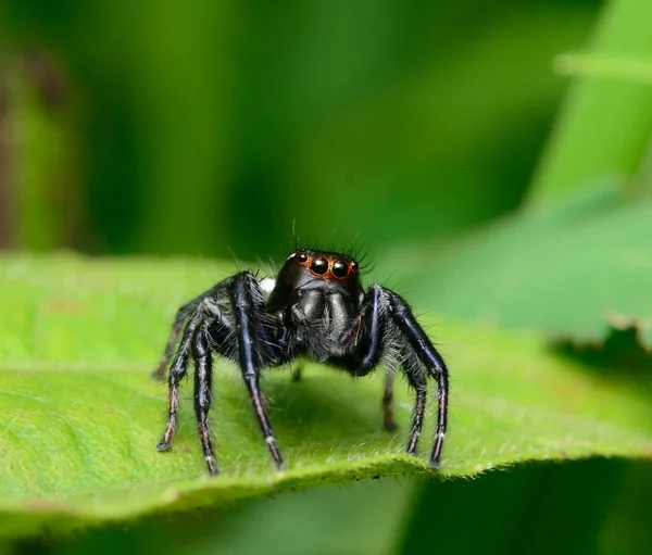 Spinne Auf Dem Blatt Springen — Stockfoto