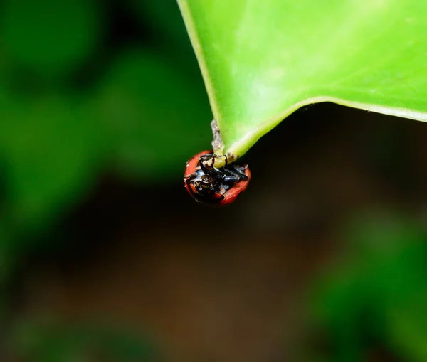 Bela Joaninha Uma Folha Verde — Fotografia de Stock