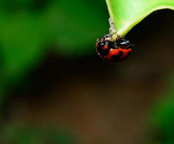 Bela Joaninha Uma Folha Verde — Fotografia de Stock