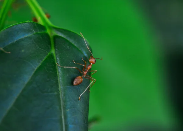 Zblízka Červený Mravenec Rostlině — Stock fotografie