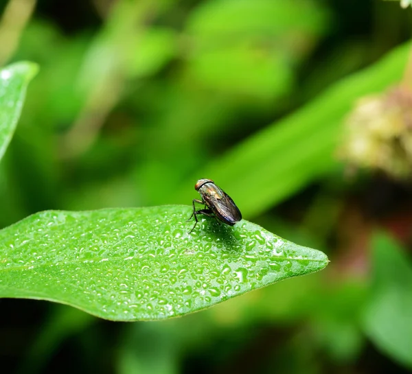 Macro Della Mosca Dell Insetto Foglia Verde — Foto Stock