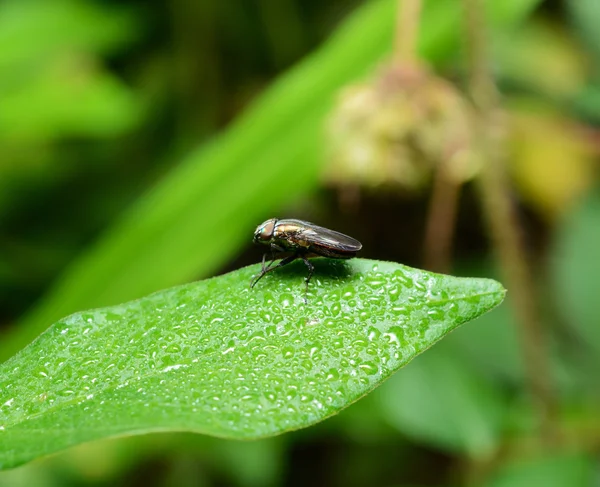 Hmyzu Létat Makro Zelený List — Stock fotografie