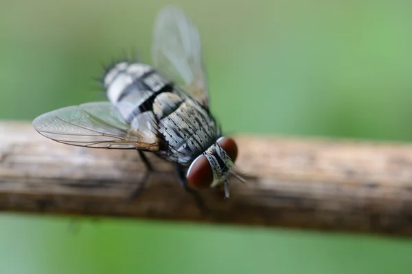 Μύγα Εντόμων Πράσινο Φύλλο — Φωτογραφία Αρχείου