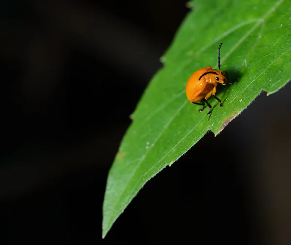 緑の葉の上のオレンジ色のカブトムシ — ストック写真