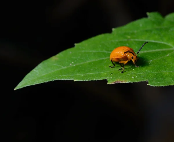 Orange Beetle Gröna Blad — Stockfoto