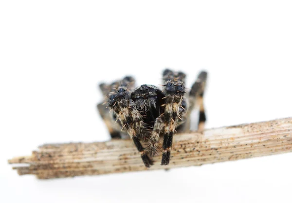 Araña Saltarina Sobre Fondo Blanco —  Fotos de Stock