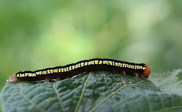 Bellissimo Bruco Farfalla Foglia — Foto Stock